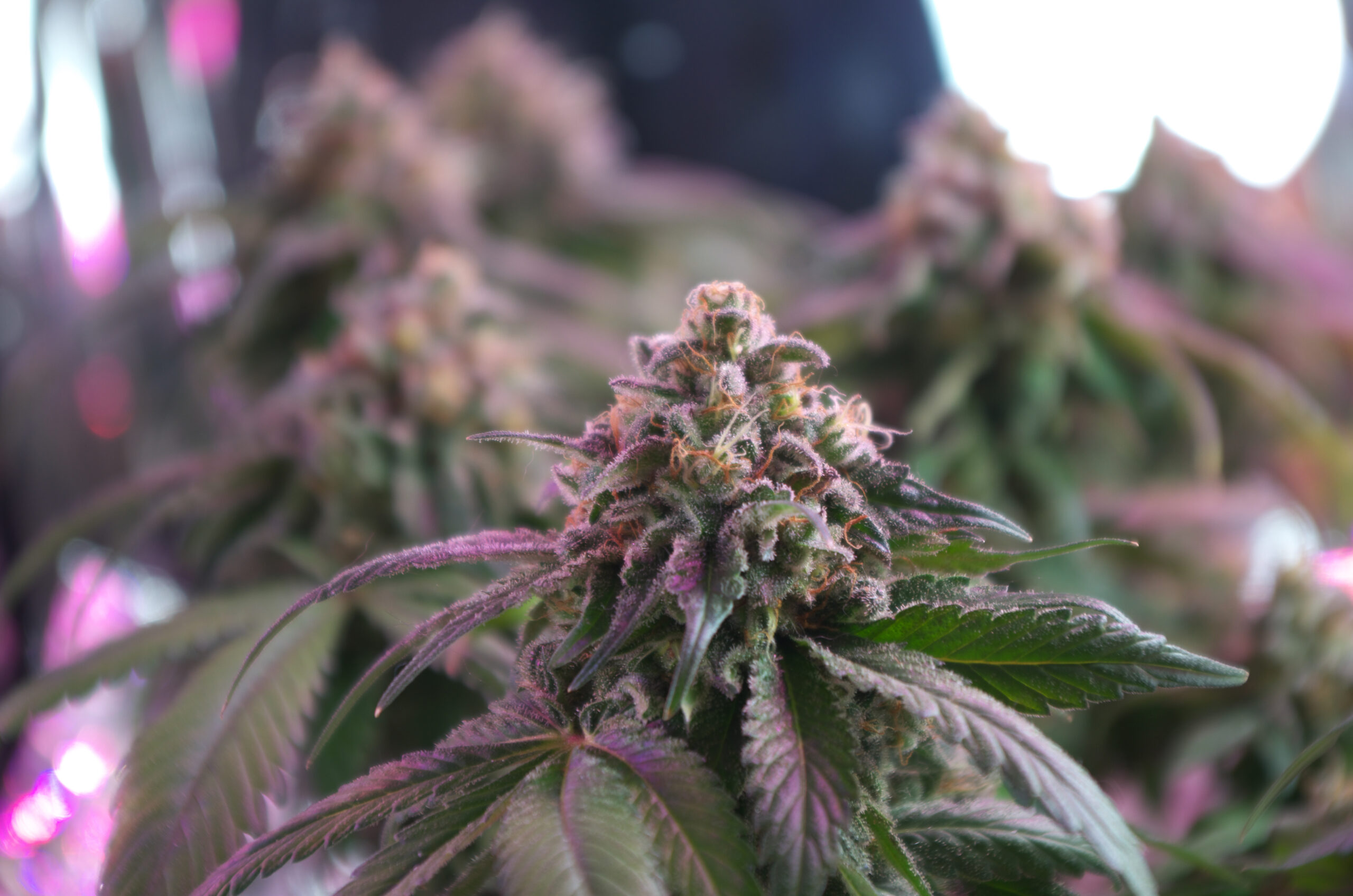 Cannabis cultivation can be a form of criminal exploitation.